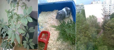 /txt/hirek/kepek/kam2 440_20100627.jpg 